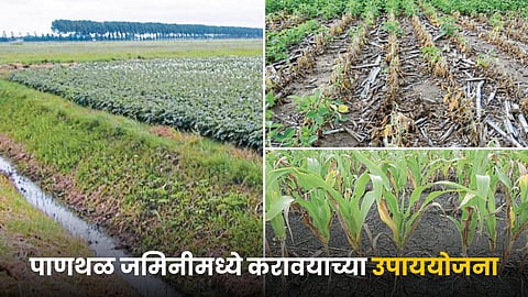 Wetland Agriculture 