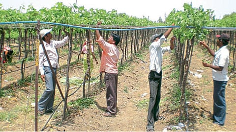 Grape Pruning 