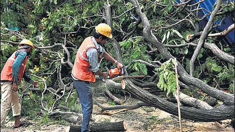 Tree Cutting