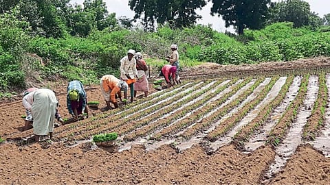 Onion Cultivation