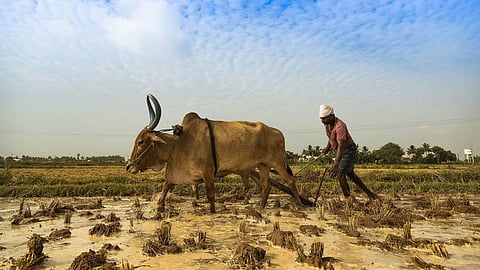 Indian Agriculture 