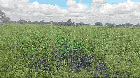 Weed Management
