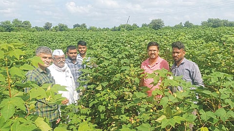 Cotton Bollworm