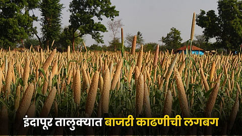 Bajari Harvesting