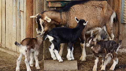 Goat Kid Management 