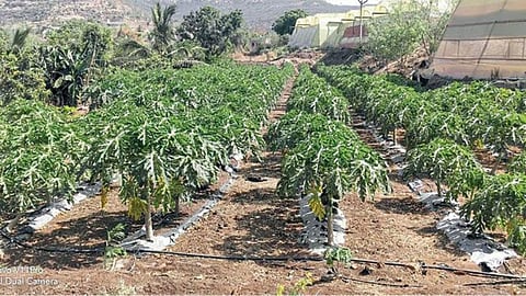 Papaya 