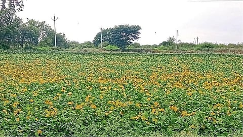 Soybean Disease