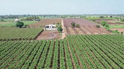 Pomegranate Farming 