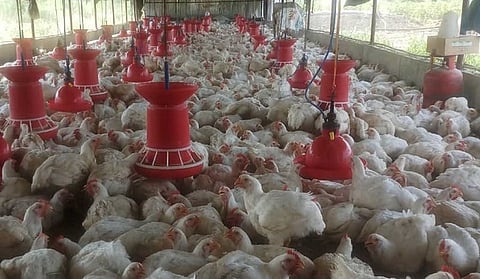 Poultry Business