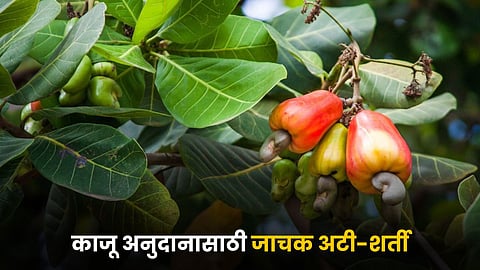Cashew Subsidy