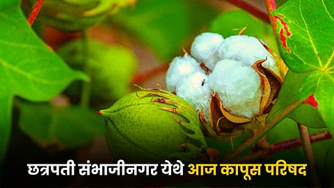Cotton Council