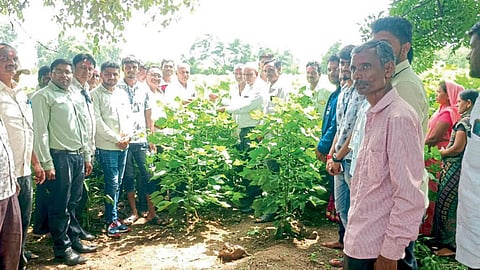 Cotton Bollworm
