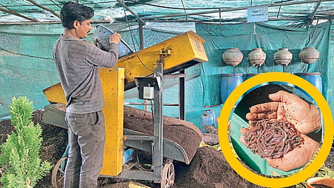 Vermicompost