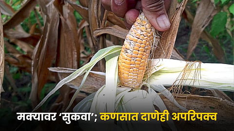 Maize Crop