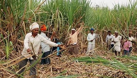 Sugarcane Workers