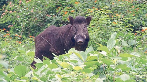 Wild Boar