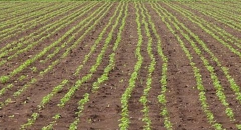 Agriculture Sector Kolhapur