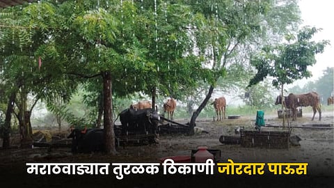 Rain 