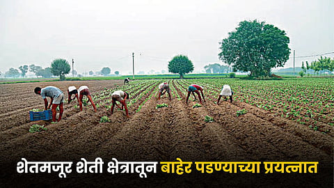 Indian Farmers