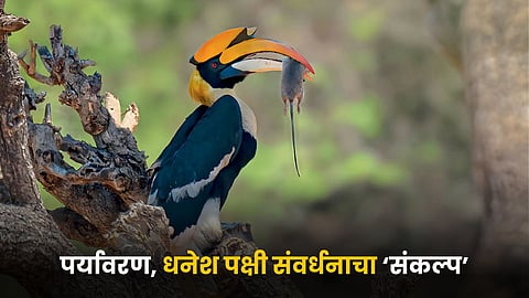 Hornbill Bird 
