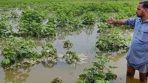 Crop Damage 