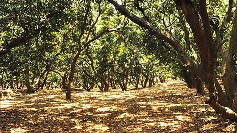Mango Orchard 