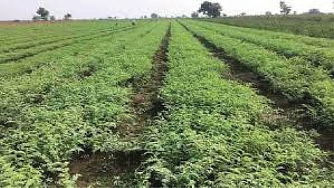Chana Sowing 