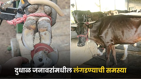 Animal Husbandry