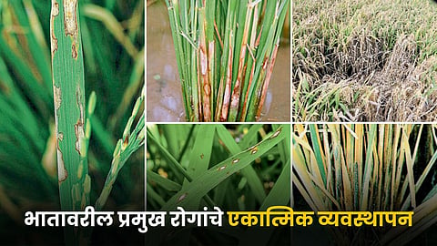 Paddy Disease