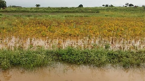 Soybean Crop Damage