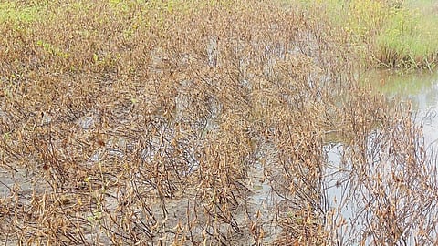 Crop Damage