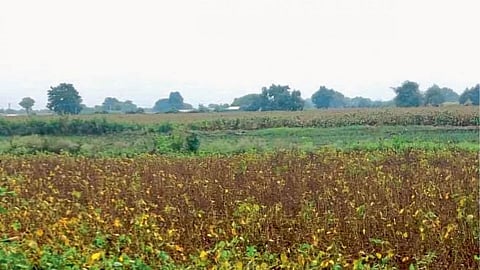 Crop Damage