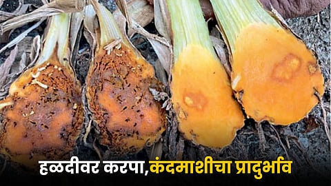 Turmeric