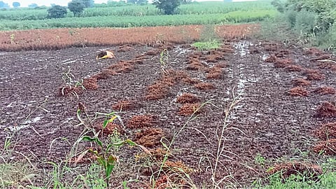 Crop Damage 