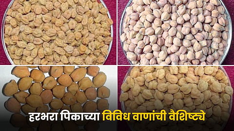 Chana Variety