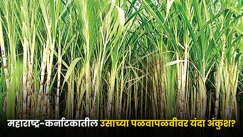 Sugarcane