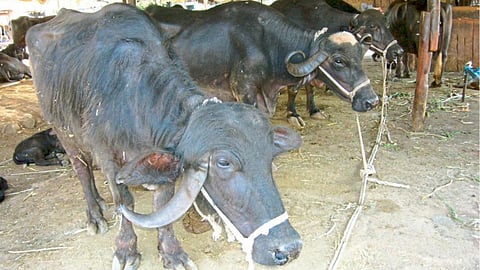 Animal Care 