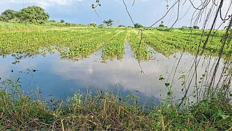 Crop Damage 