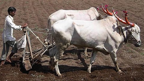 Rabi Season