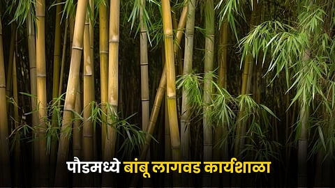Bamboo