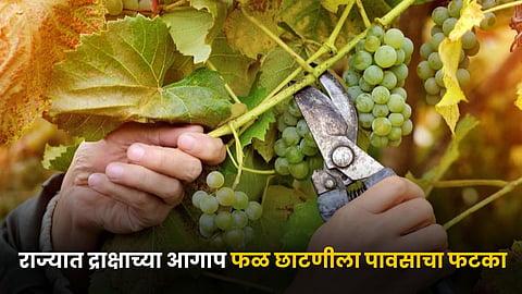 Grape Pruning