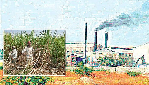 Sugarcane Season