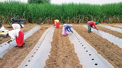 Watermelon Harveting