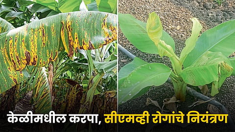 Banana Disease