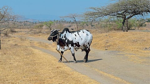 Desi Cow 