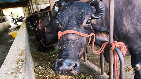NDDB Dairy Services Kolhapur