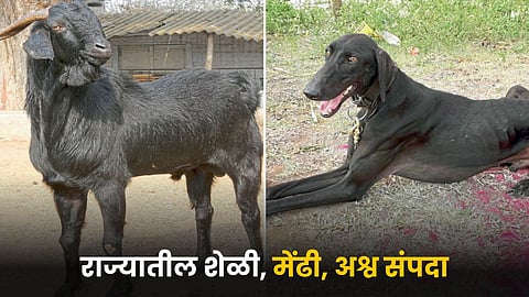Animals