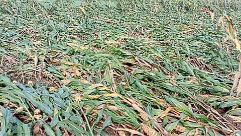 Crop damage