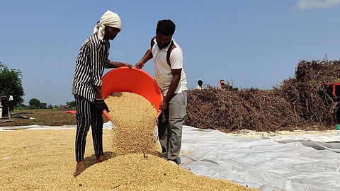 Soybean Market