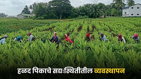 Turmeric Cultivation
